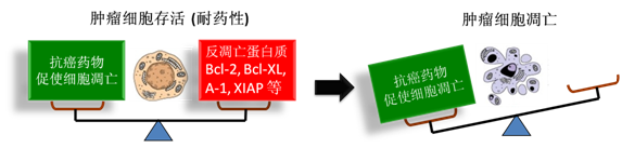 图 1：肿瘤细胞通过反凋零蛋白产生耐药性，对反凋零蛋白的抑制将改变平衡，消除肿瘤耐药性。