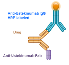 Pharmacokinetic