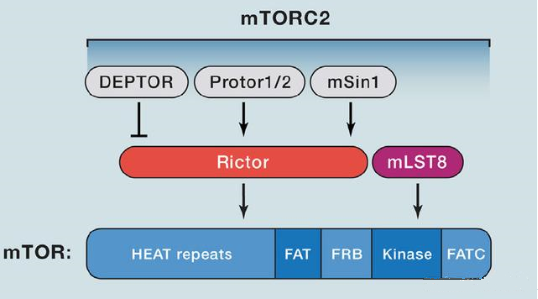 mTORC2的组成蛋白主要有Rictor、mSin1、mSLT8和Protor等