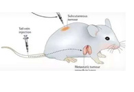 围观:临床前小鼠模型如何。