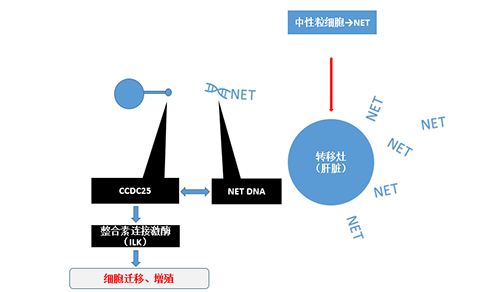 除了单纯的捕获，NET DNA与CCDC-25的结合还增强了癌细胞的侵袭行为，促进了癌症的肝转移。