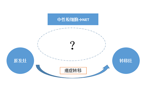 NET可能会通过某些方式“捕获”或“唤醒”癌细胞，从而造成癌细胞的迁移。