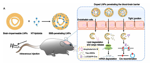 将神经递质与LNP掺杂，获得拥有穿透BBB能力的载体。