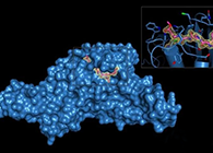 Science重磅！一种“分子剪刀”如何成为COVID-19药物的重要靶标？