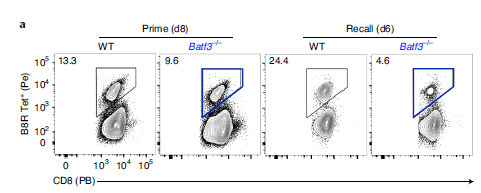 研究人员发现BATF3对记忆CD8+ T细胞的转化和质量都至关重要。