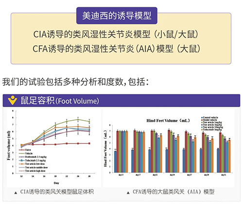 凯时首页诱导的类风湿性关节炎模型