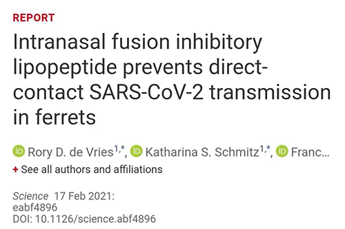 Science速递|鼻喷雾剂可阻止新冠肺炎传播，在雪貂实验中已初获成效