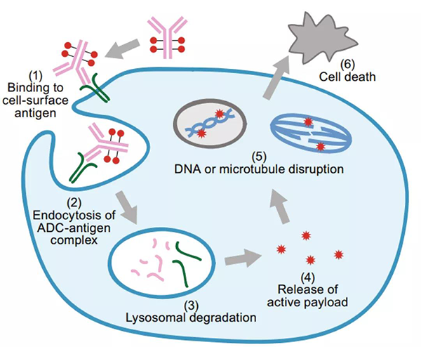 ADC药物作用机制.png
