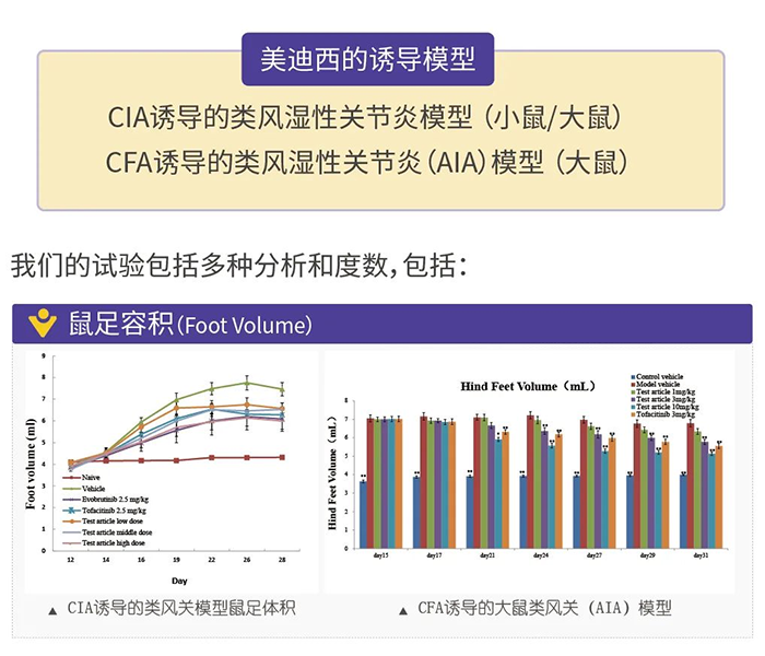 凯时首页诱导的类风湿性关节炎模型-1.png