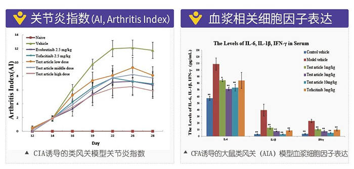 凯时首页诱导的类风湿性关节炎模型-2.png