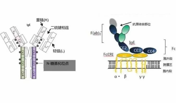 凯时首页助力 | 济民可信lgE抗体药物JYB1904获批临床.jpg