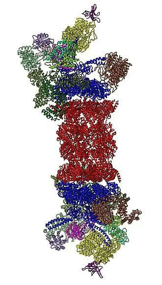 26S蛋白酶体结构（来源：Wikipedia）.jpg