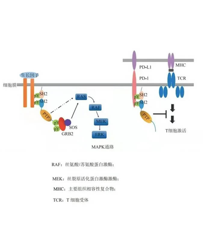 凯时首页助力凌达生物SHP2变构抑制剂RG001片获批临床.jpg