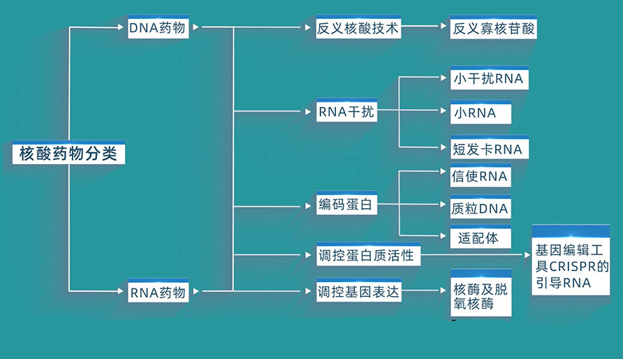 核酸药物的分类有哪些？