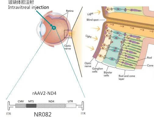 8-图片来自：纽福斯生物.jpg