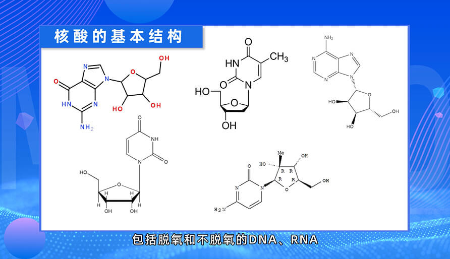 核酸药物的基本结构是什么