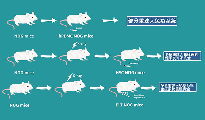 评价肿瘤药物的动物药效模型，你选对了吗.jpg