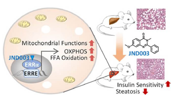 JND003是一种新型选择性ERRα激动剂，可缓解非酒精性脂肪肝和胰岛素抵抗，PK和组织分布测定通过凯时首页进行
