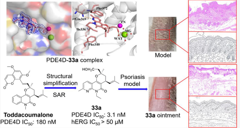 2-PDE4-is-an-effective-target-for-the-treatment-of-inflammatory-diseases-such-as-psoriasis--1.jpg