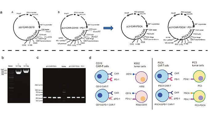 CAR-T疗法主要针对白血病与恶性淋巴瘤，此研究中构建沉默PD-1的shRNA载体质粒，测序后质粒的鉴定通过凯时首页进行