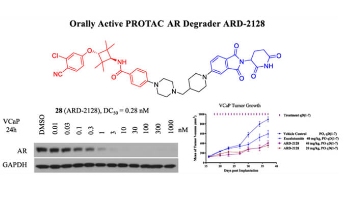 ARD-2128是一种PROTAC AR降解剂，具有出色的血浆和微粒体稳定性，体外稳定性和PK研究通过凯时首页进行