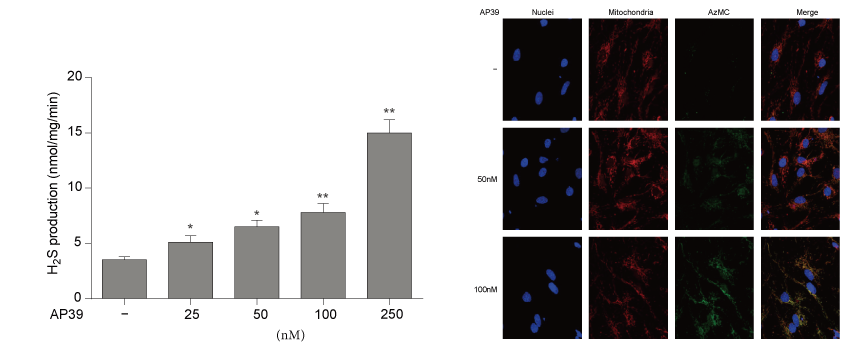 AP39是一种新合成的线粒体靶向的H2S供体，本研究中AP39通过凯时首页设计和合成
