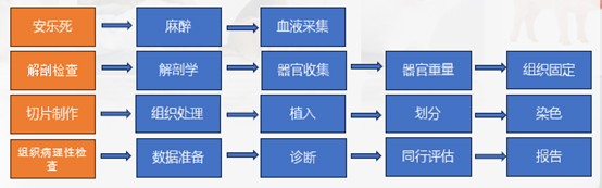 组织病理学研究的工作流程.jpg