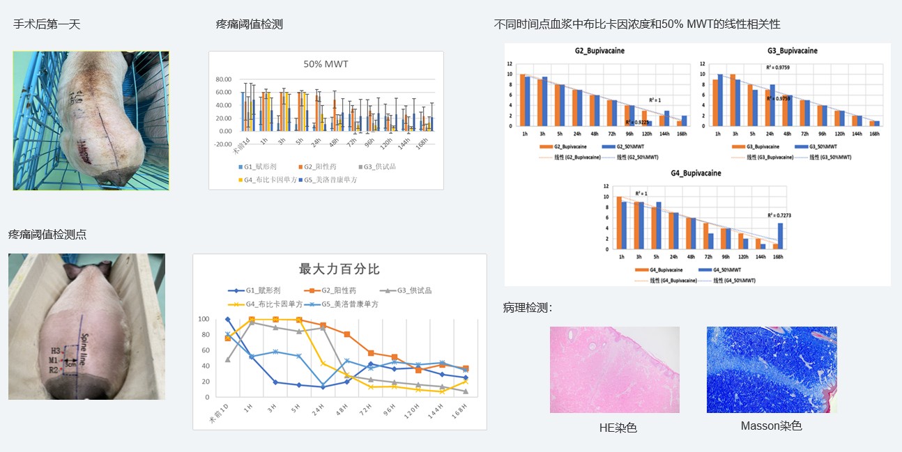 案例1：复方制剂对巴马小型猪术后急性疼痛模型的镇痛试验.jpg